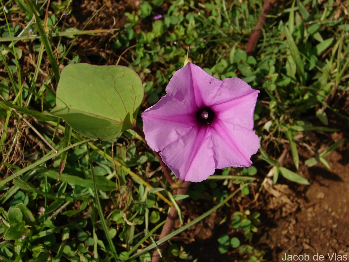 Ipomoea asarifolia (Desr.) Roem. & Schult.